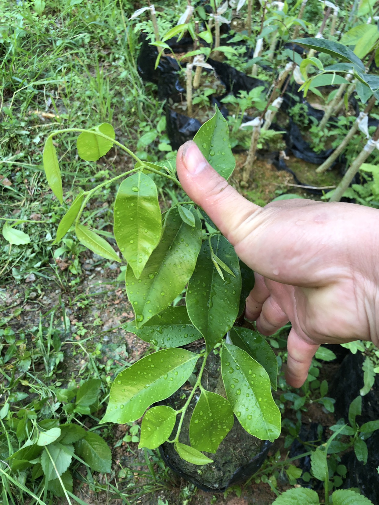 奇楠沉香树