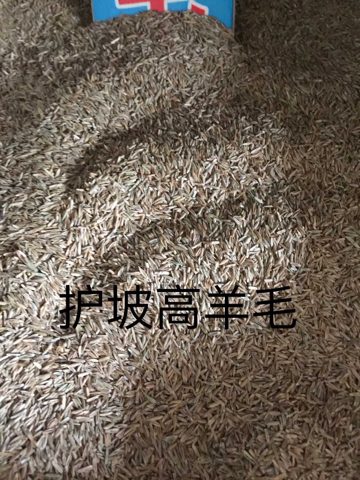 高羊茅种子