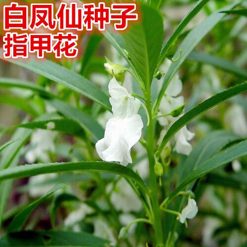 凤仙草种子 重瓣凤仙花种子四季种易*花种籽室内外开花种孑花卉盆栽花