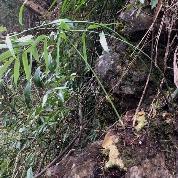 野生四叶参 块 野生黄精