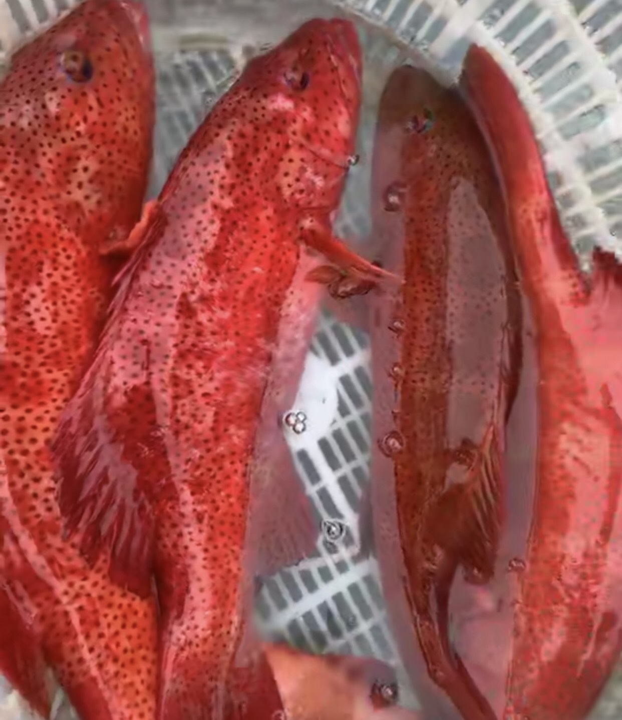红石斑鱼 生 1-1.5公斤