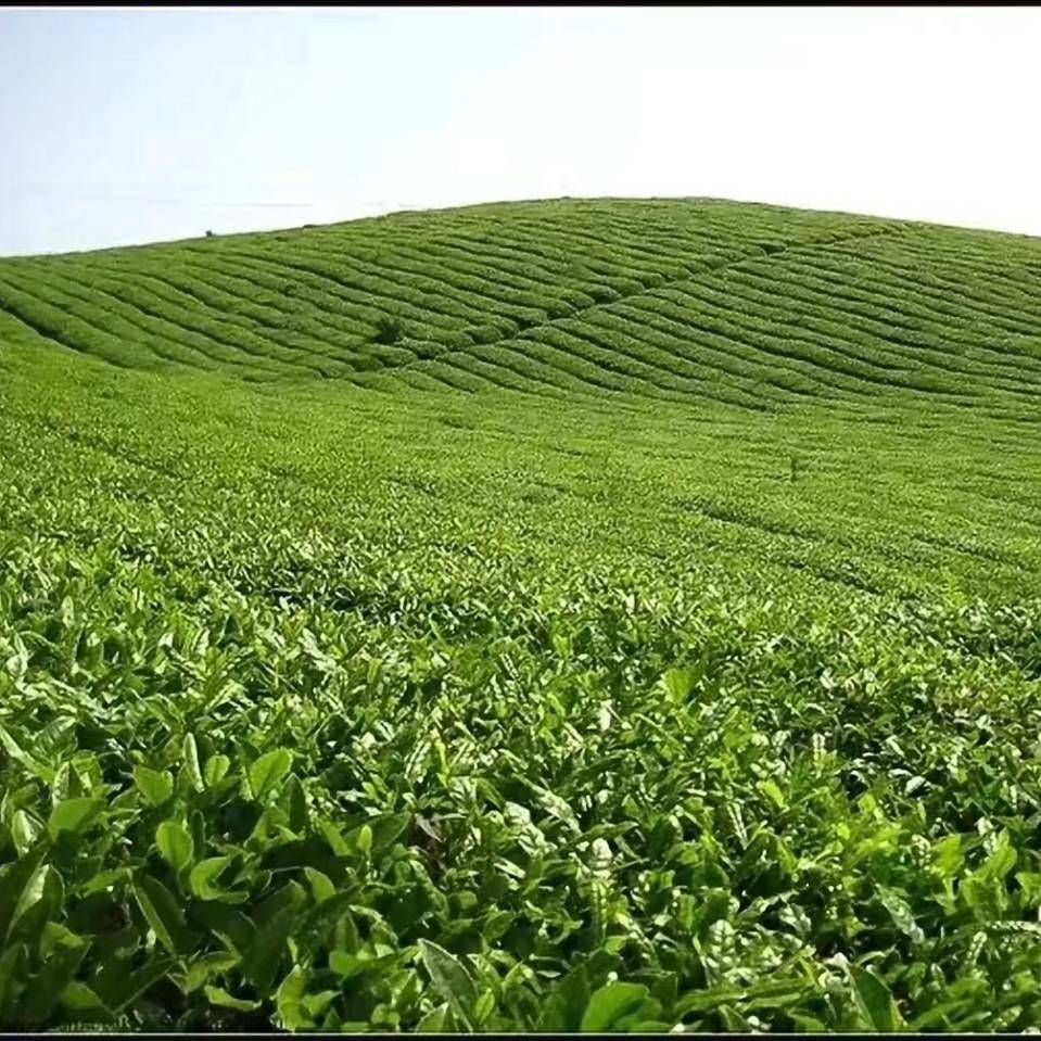 贵州湄潭翠芽特级散装