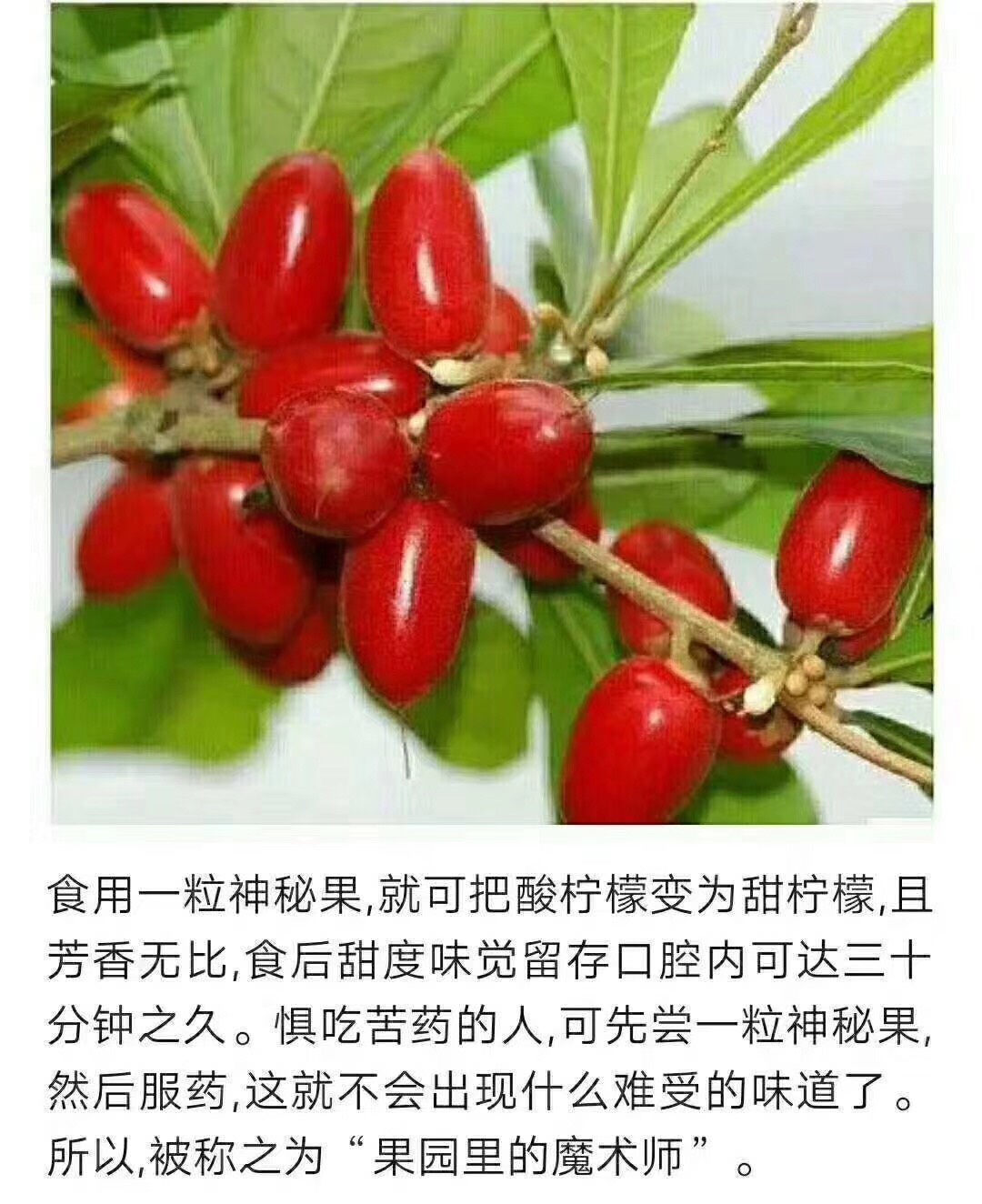 喝下40度温水可恢复味觉,果子药用价值高,叶子食用比较广,果可生食