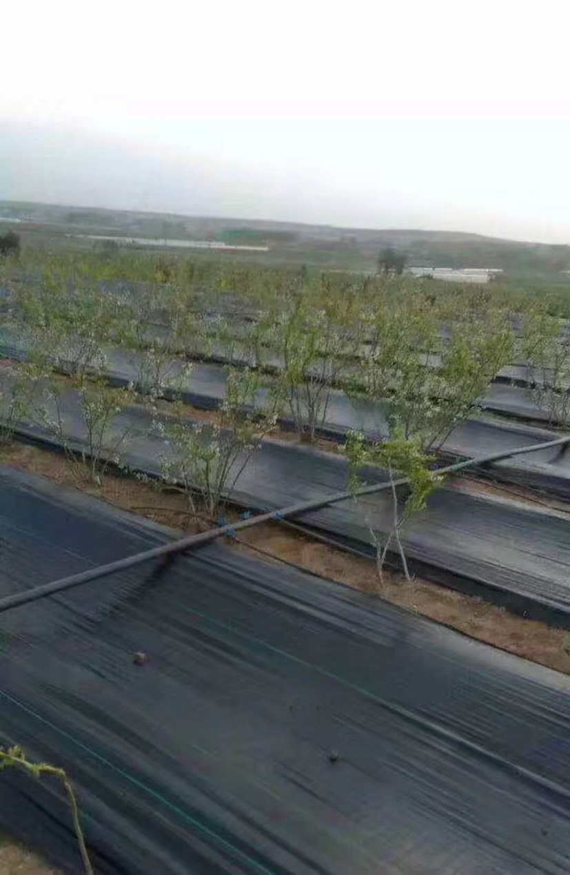 防草地布,防草布厂家