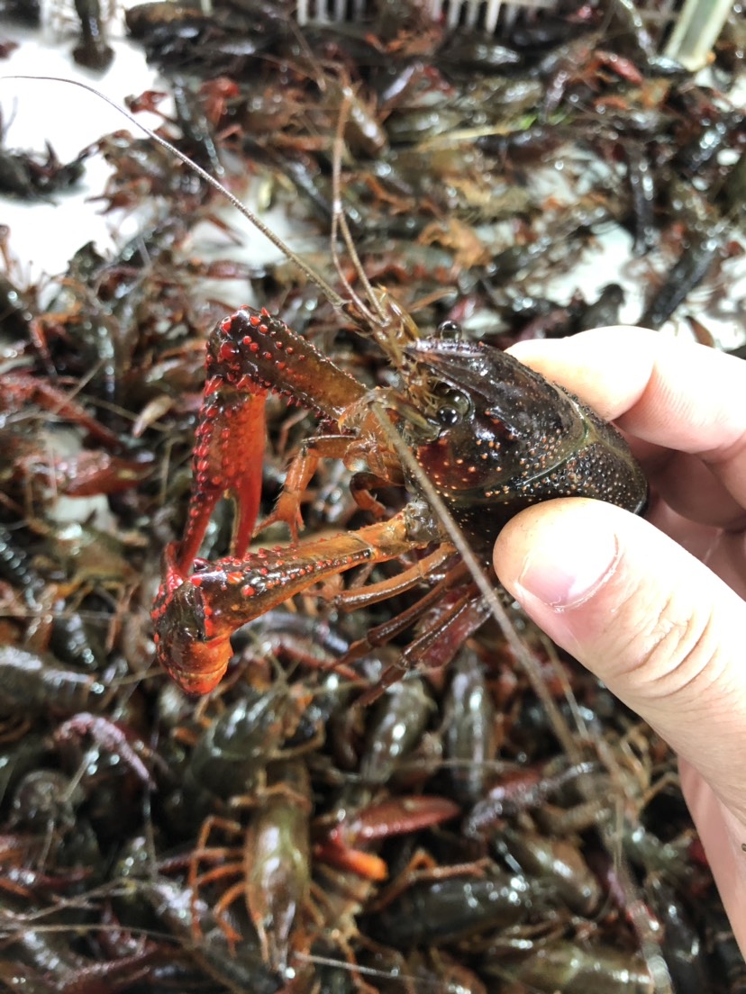 千亩养殖基地 清水小龙虾 硬规格青虾 物美价廉