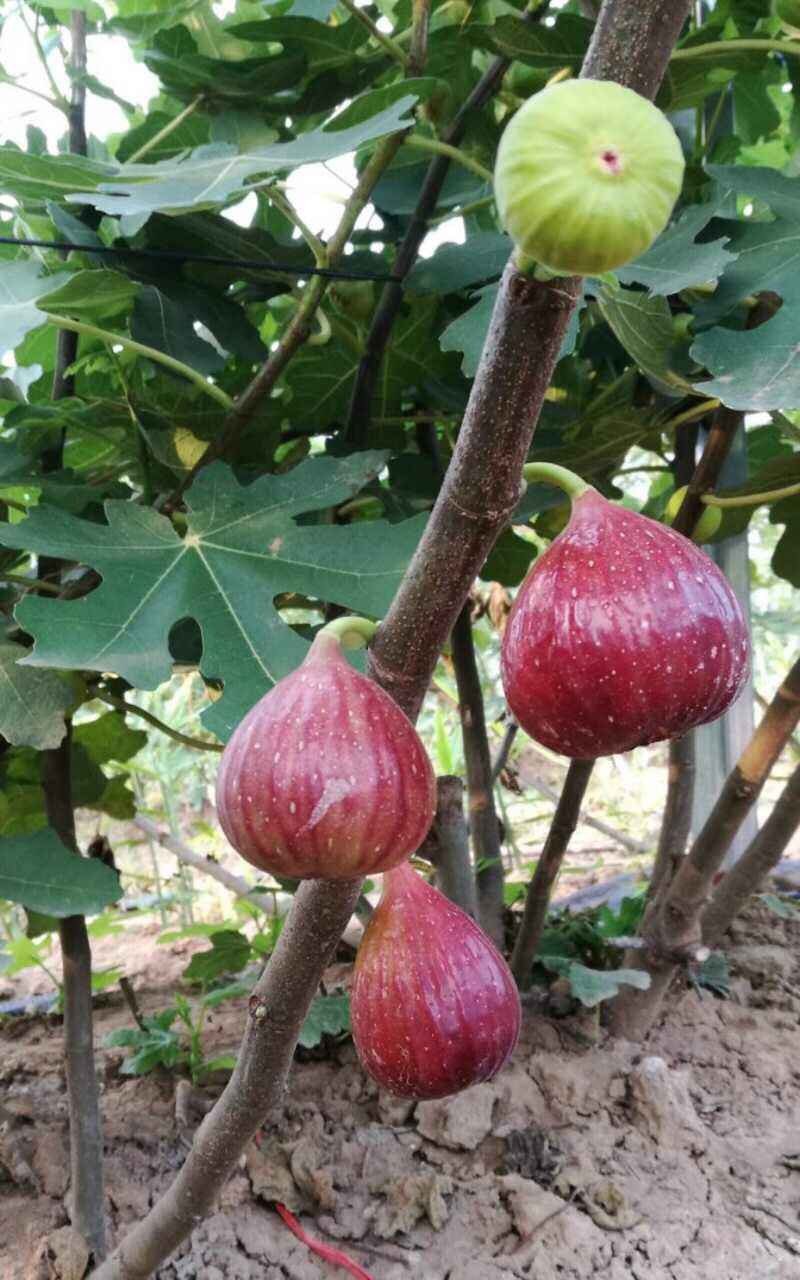 波姬红无花果