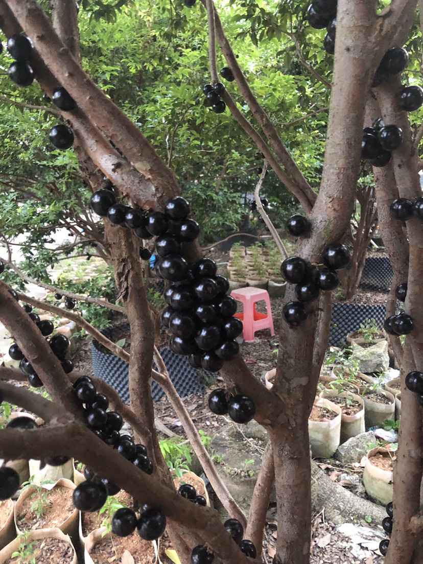 巴西树葡萄 阿根廷嘉宝果 现摘现发 一件代发 孕妇水果