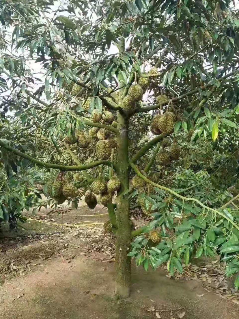 泰国榴莲苗金枕头猫山榴莲嫁接苗带土带叶