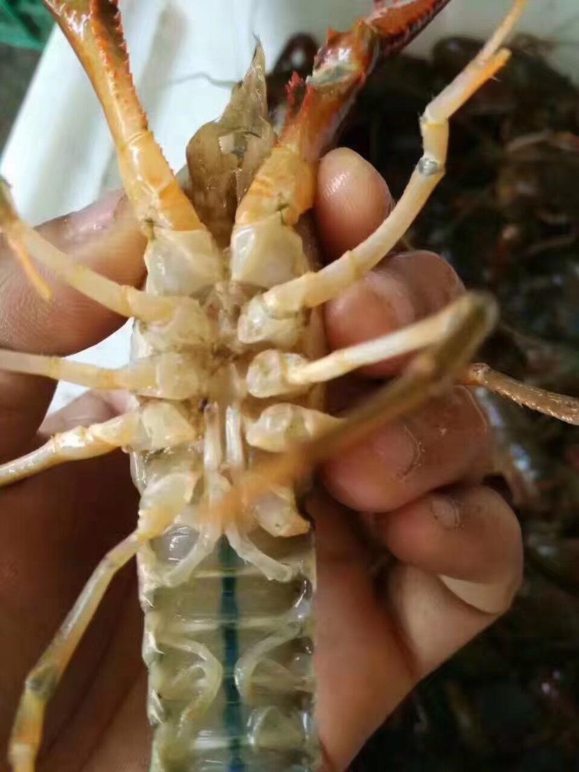 供应大厅  水产 小龙虾   商品属性 品种名:洞庭湖小龙虾 品种名:洞庭