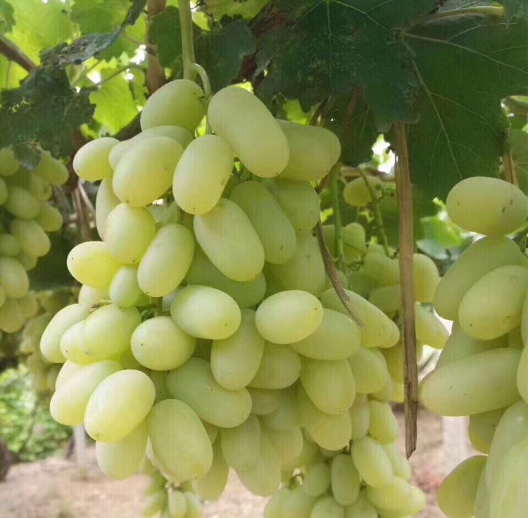 好吃又好看的龙眼葡萄
