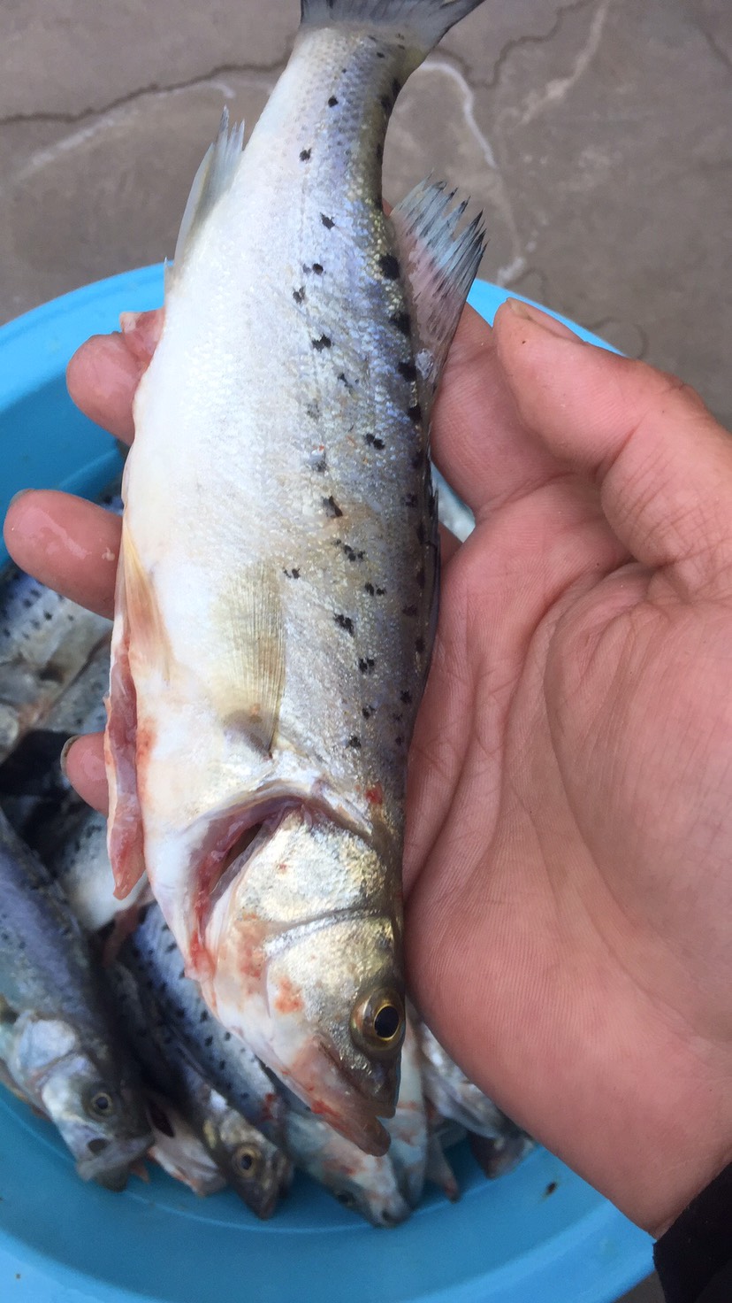 冷冻海鱼 新鲜海杂鱼