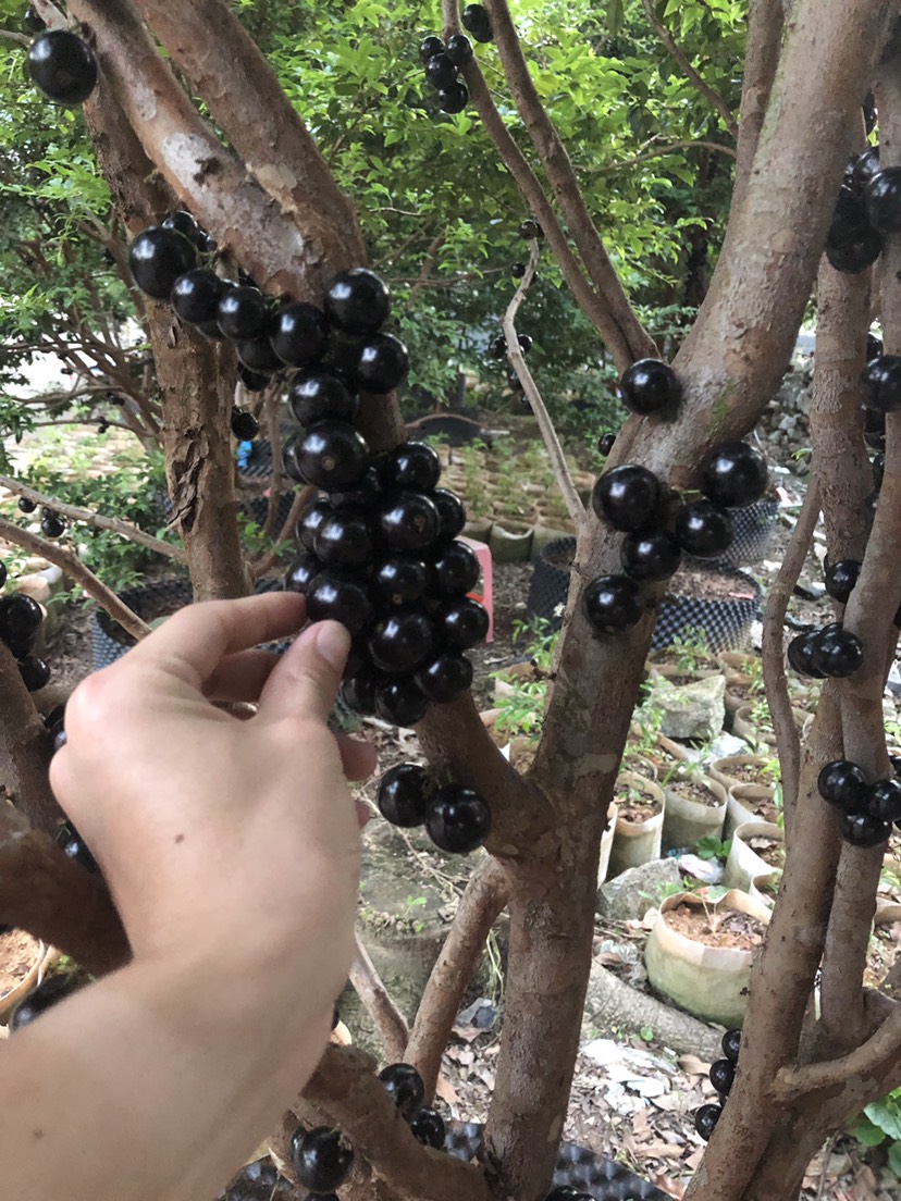 树葡萄苗嘉宝果苗规格齐全品种纯正终身免费提供种植技术