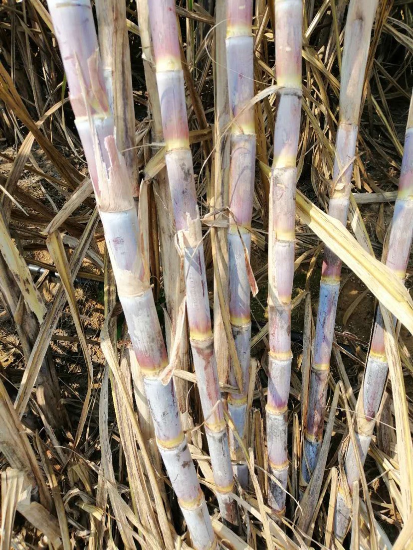 [糖蔗苗批发] 甘蔗苗 糖蔗苗 136-42-46 甘蔗价格0.56