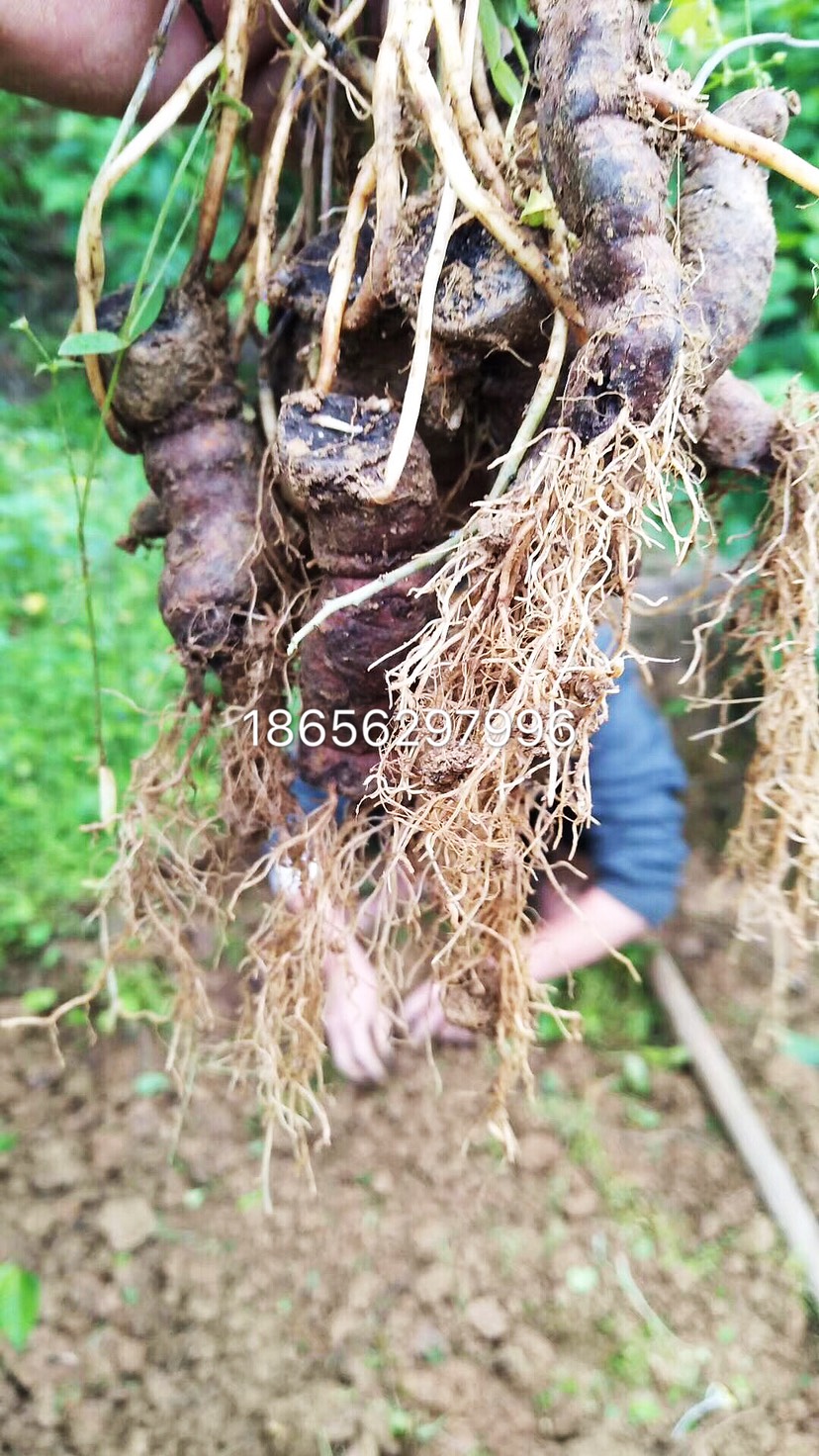 正宗2015药典品种粉防己