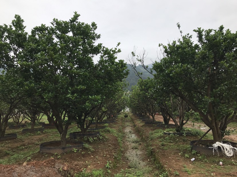 香橼树大型基地直销丛生香泡各种规格