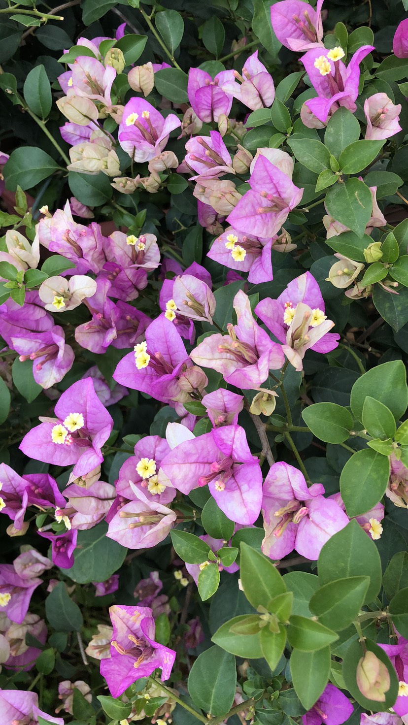 自家花圃基地近百种三角梅出售,品种丰富保证对版假一赔十,欢迎各位