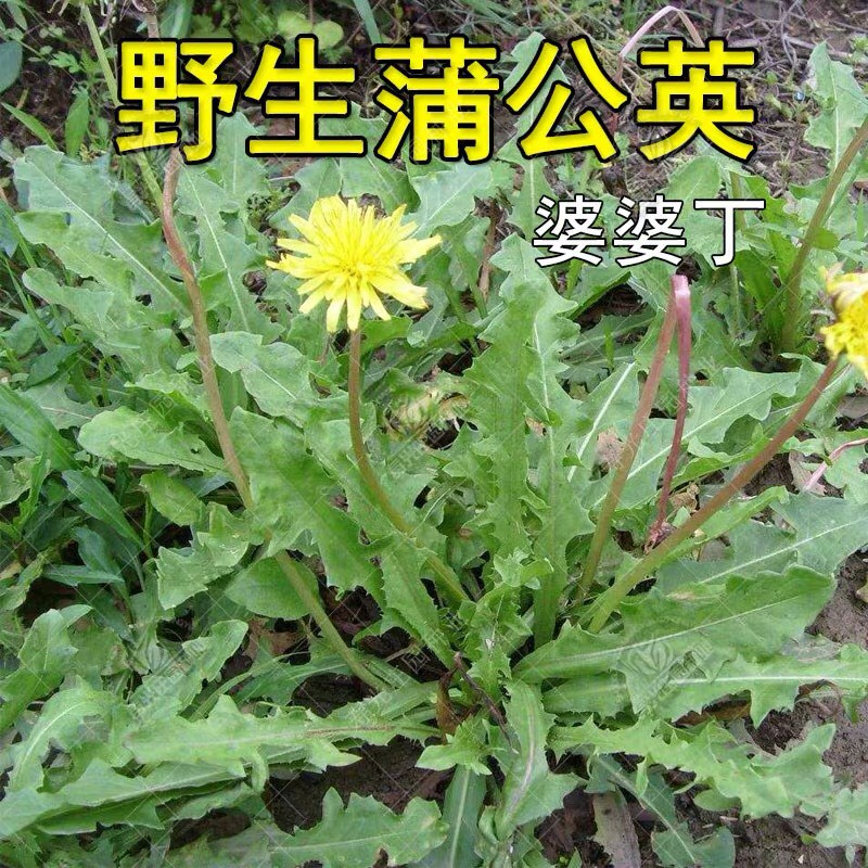 蒲公英种子 新籽 发芽率高多年生