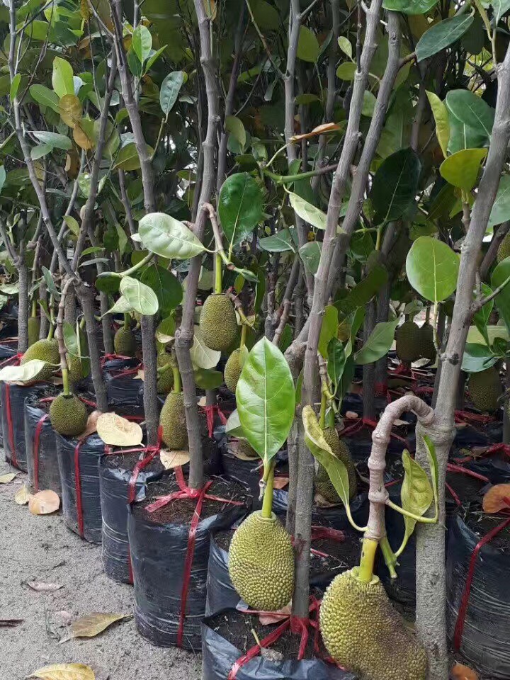 泰国菠萝蜜 泰8,波萝蜜苗,越南红苗