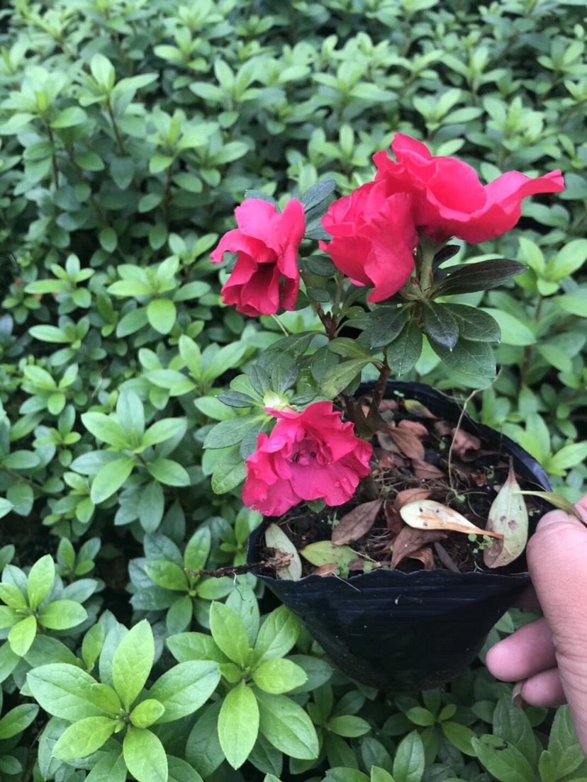 比利时杜鹃