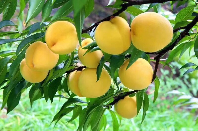 炎陵锦绣黄桃 脆香 甜新鲜水果现摘现发