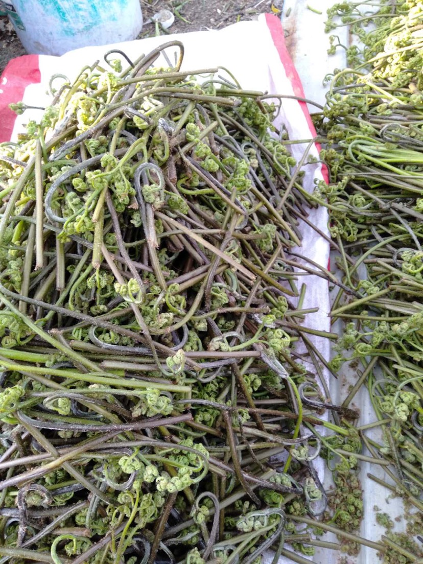 蕨菜大量批发