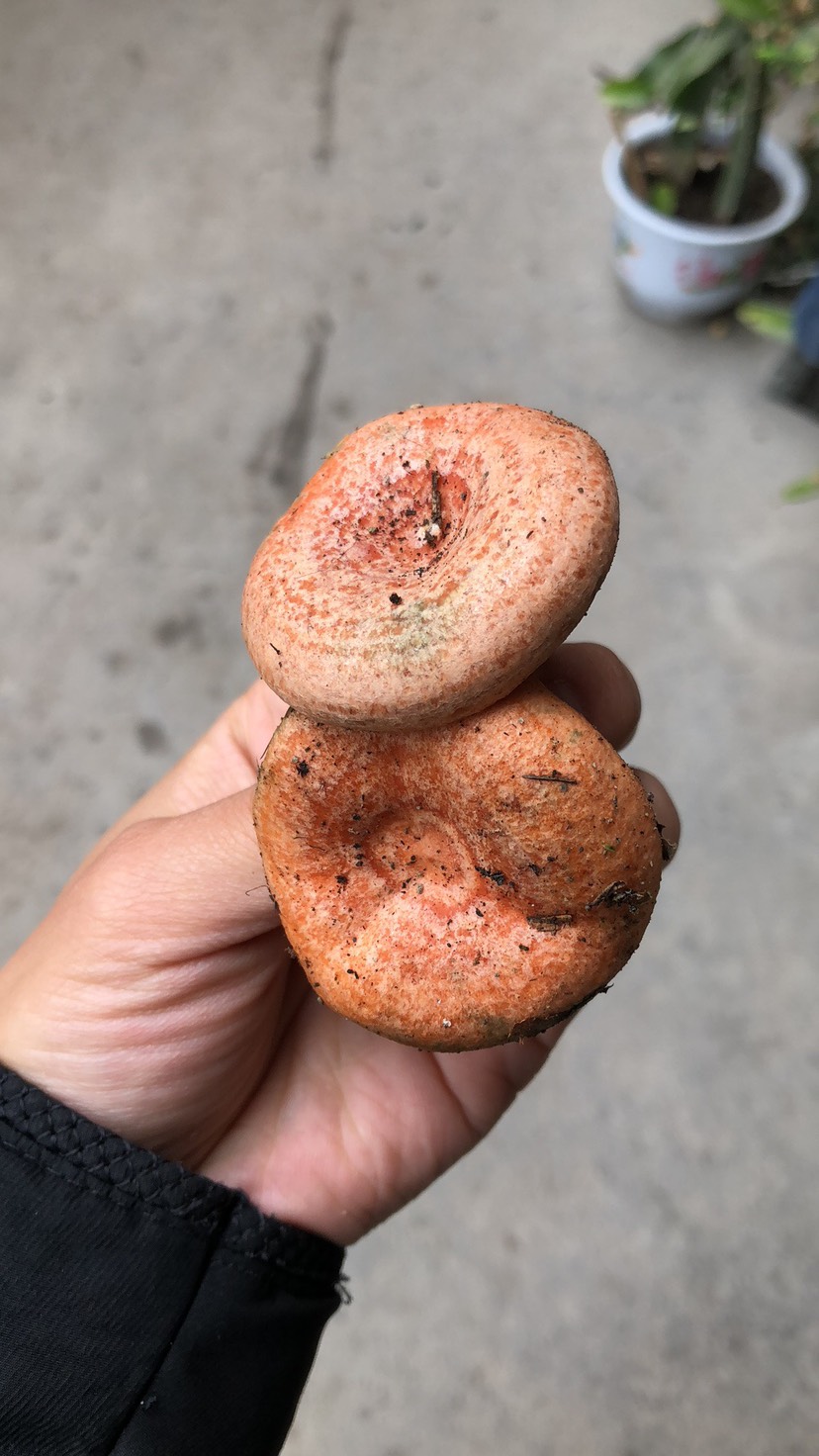 高原生松树菌松乳菌松乳菇大量批发可全国发货