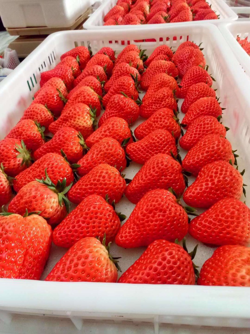辽宁丹东东港市 草莓