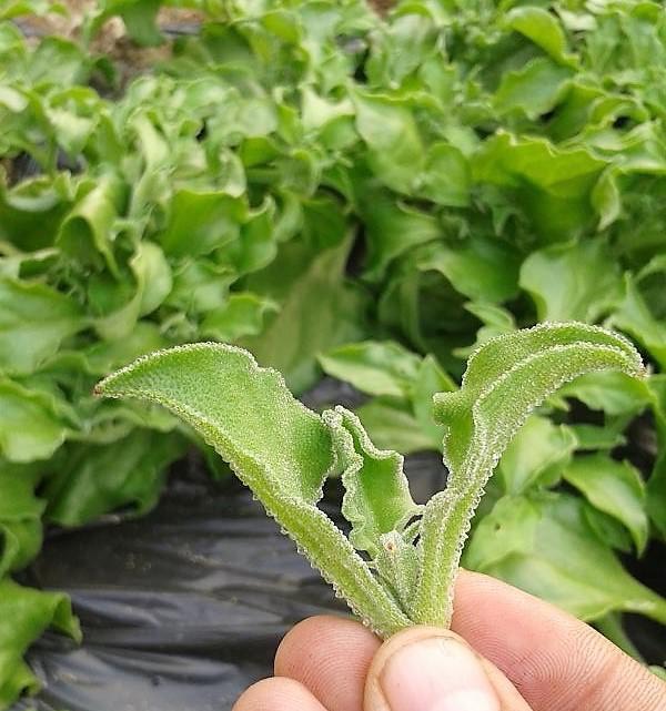 养生水晶冰菜种子 高营养价值 四季种