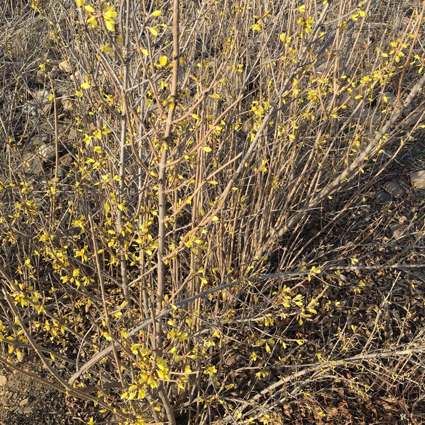 普通迎春花 辽宁供应东北连翘黄老虎迎春花工程苗木扦插播种苗