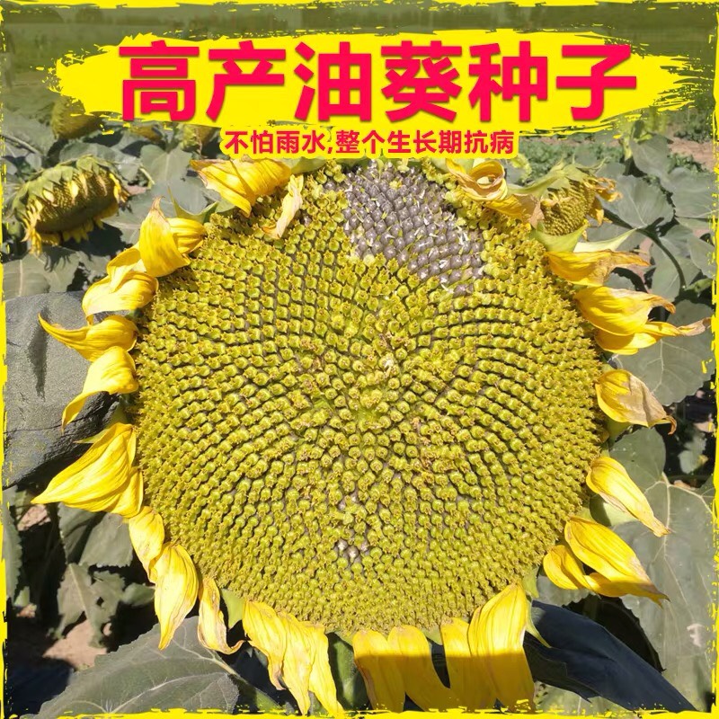 [向日葵种子批发] 【食葵向日葵种子】矮大头油葵食用