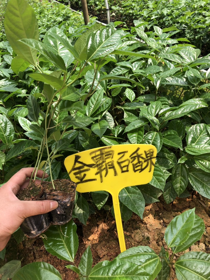 金霸百香果苗,巨无霸产量王一斤一个果