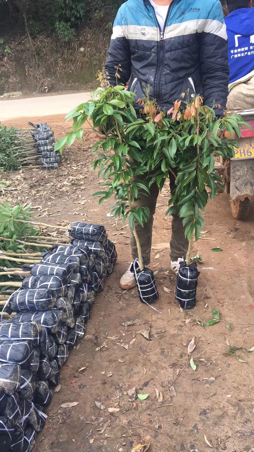 桂味荔枝苗 品种名:桂味荔枝苗 分类:成品树          农民育苗基地