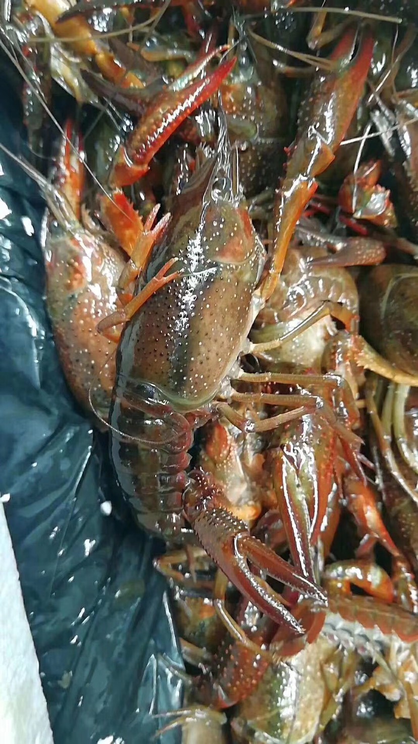 25长江清水小龙虾,规格硬,底板干净,肉质饱满湖虾上市