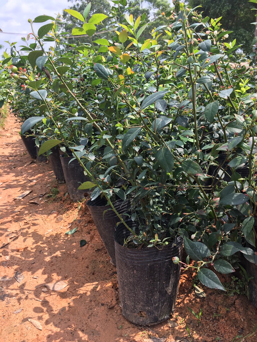 矮丛蓝莓苗 阳台庭院种植非常漂亮