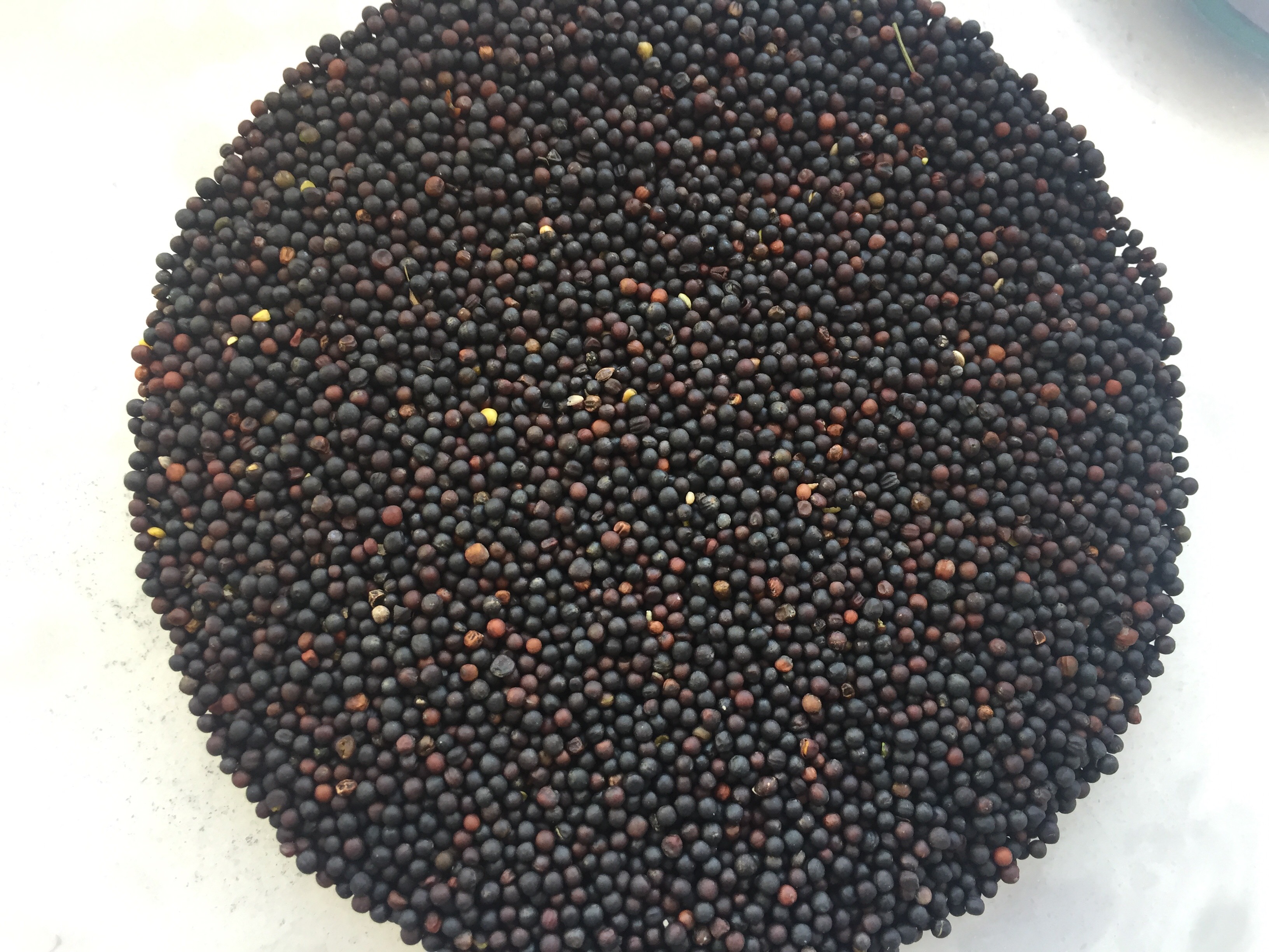 [油菜籽批发] 优质浓香型油菜籽,质优价廉.价格2.1元