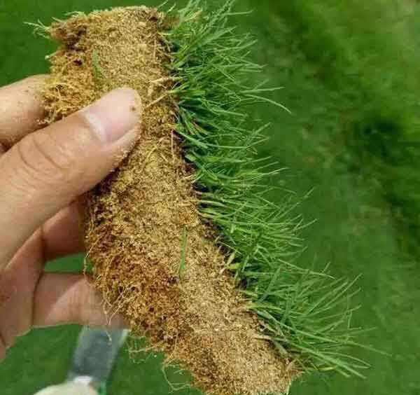 纯正草坪种子,保证发芽率,品质保证