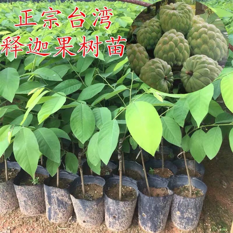 释迦果苗 台湾释迦果树苗 佛头果洋菠萝唛螺陀番荔枝果苗树南方种植