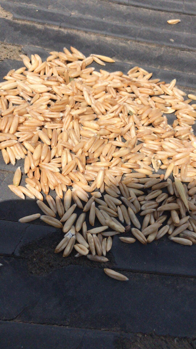 莜麦燕麦莜麦籽种燕麦米原粮