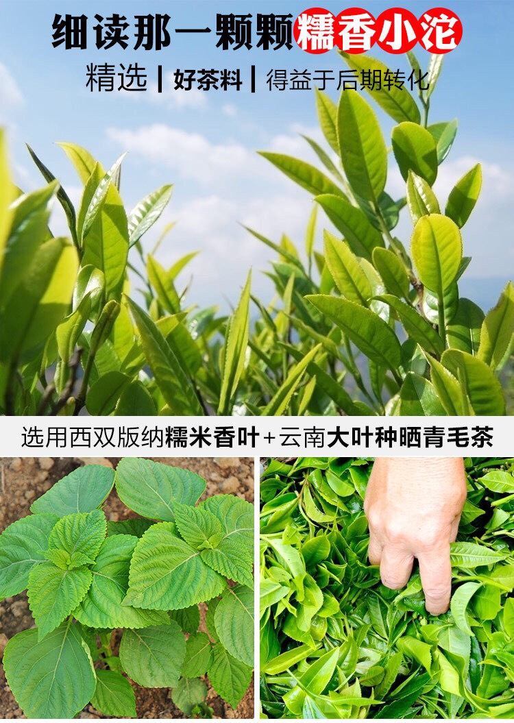 糯米香普洱茶,糯香小坨茶,狮王古茶