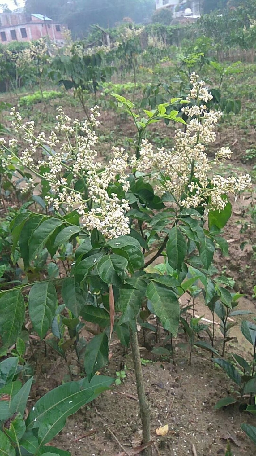 无核黄皮果苗 无籽超甜黄皮树苗 嫁接苗 当年种植当年开花结果
