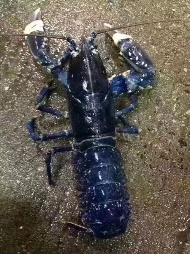 广东深圳罗湖区 供应生猛法国蓝龙,蓝波龙,深海蓝龙虾,蓝魔虾,世界名