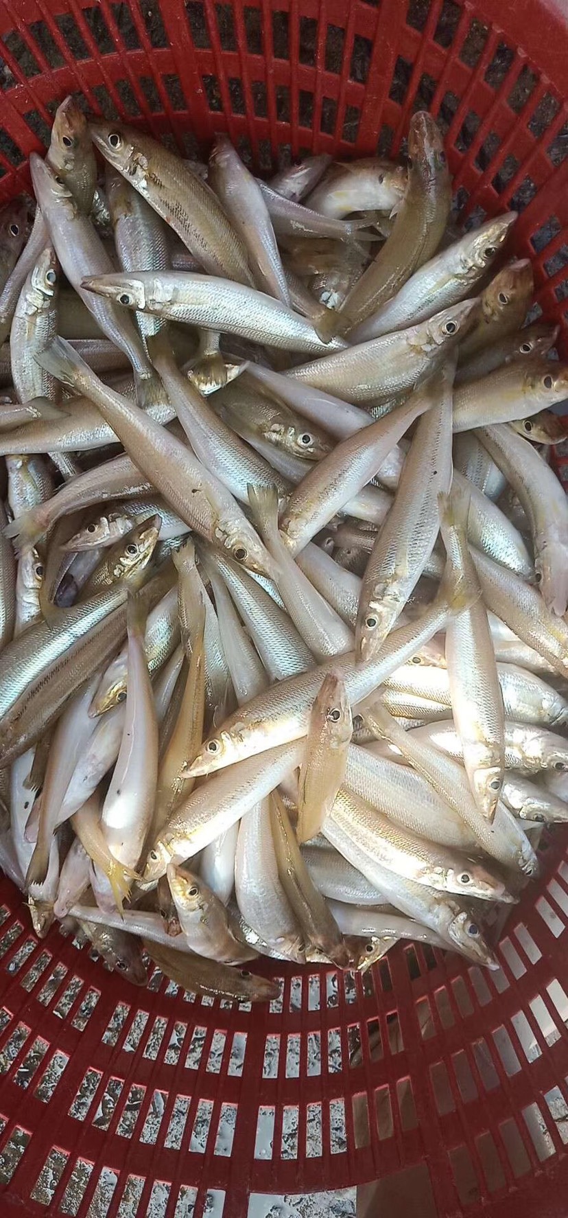沙尖鱼 沙钻鱼(沙丁鱼)