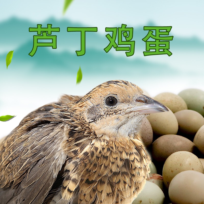 芦丁鸡 桂花雀两公三母