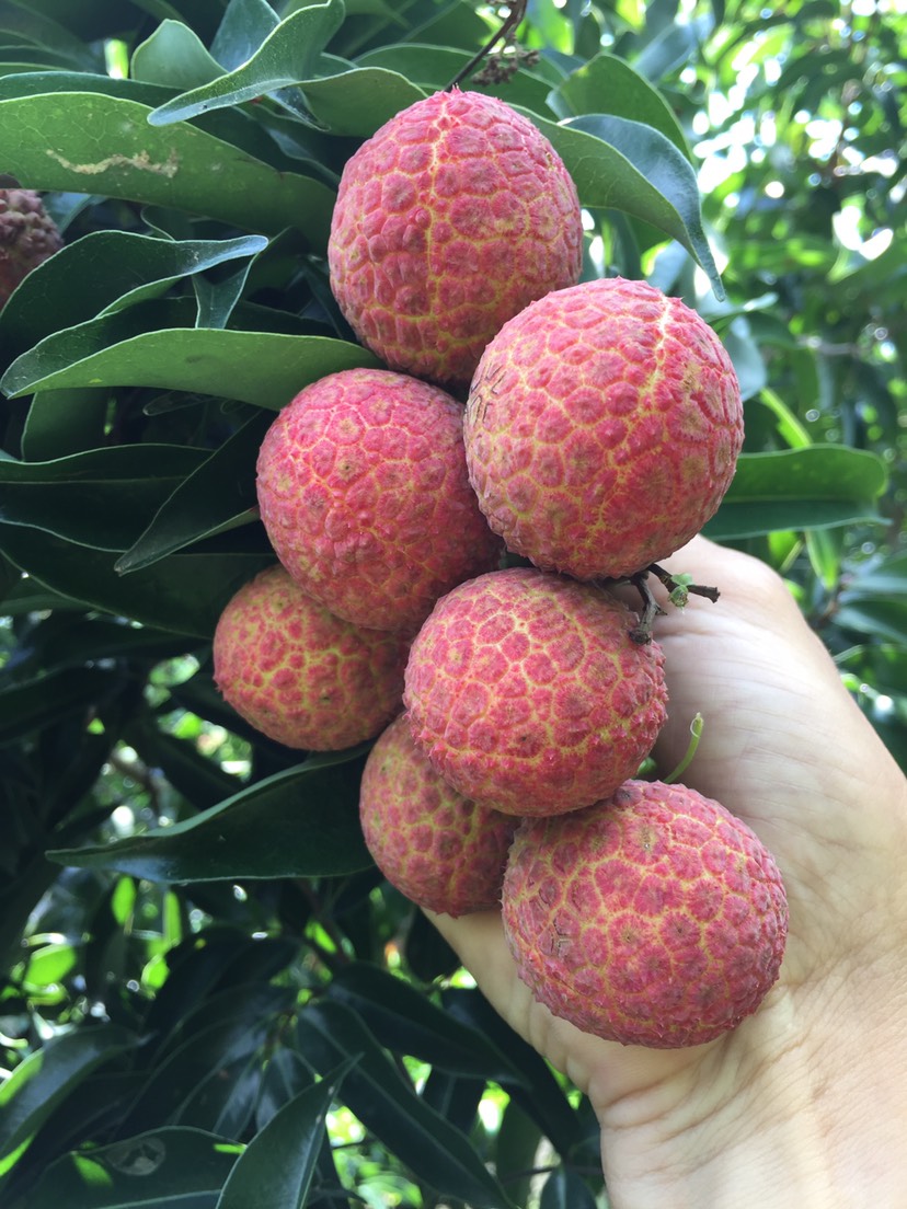 2cm 果味:味甜 商品详情 阳西县上洋镇是有名的荔枝生产基地,玉荷包