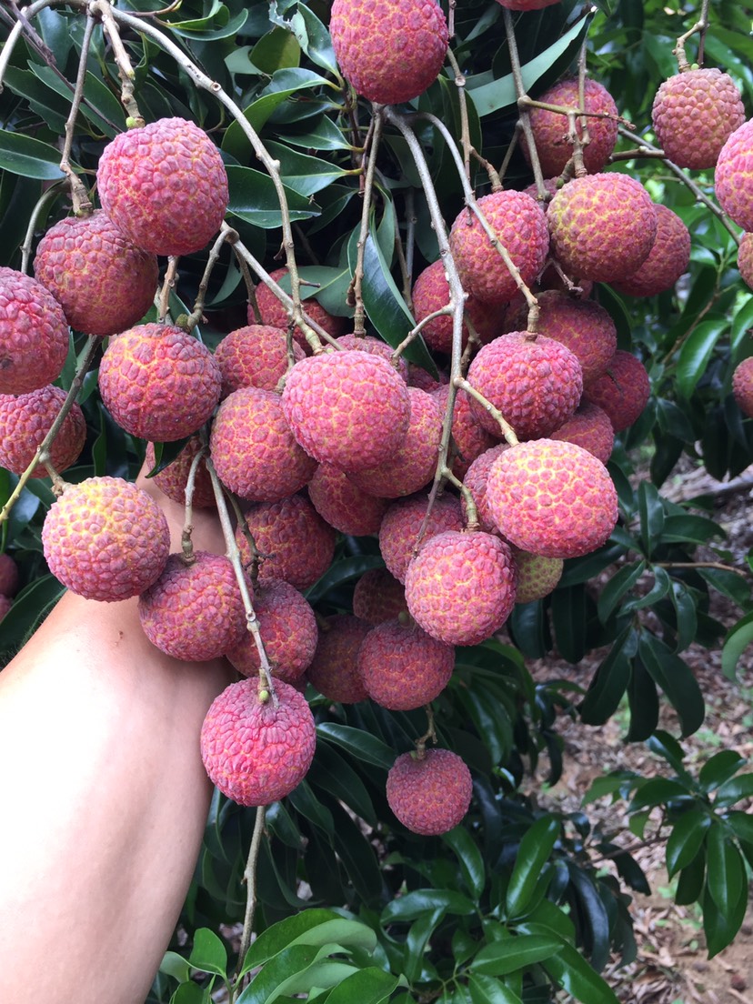 2cm 果味:味甜 商品详情 阳西县上洋镇是有名的荔枝生产基地,玉荷包