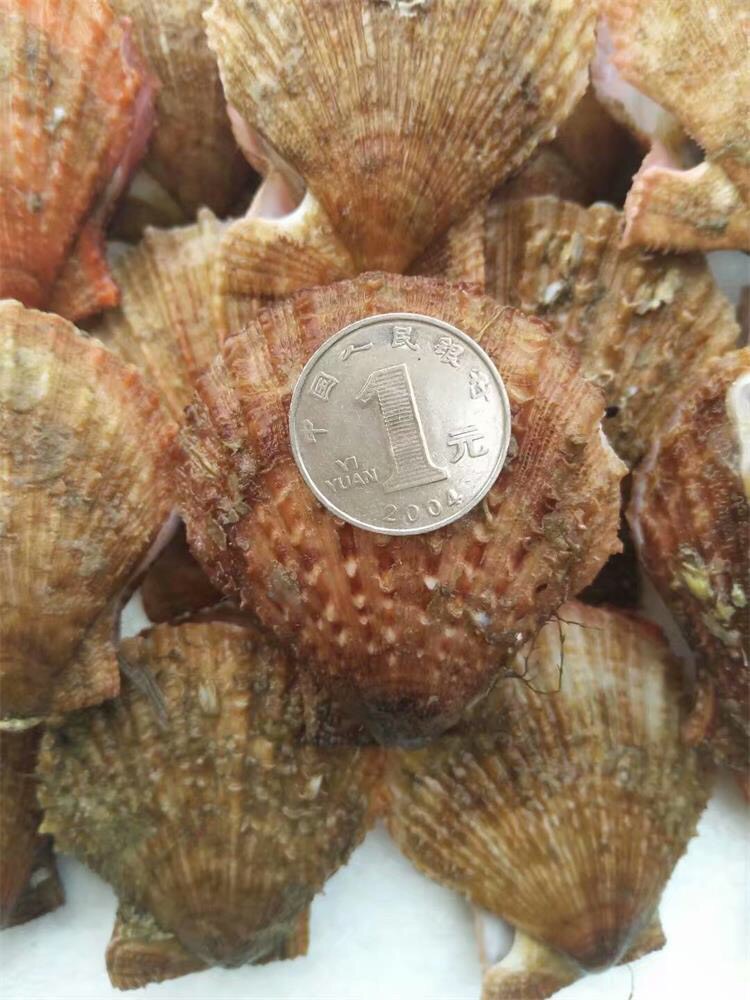 威海红贝 扇贝 红贝 味道肥美