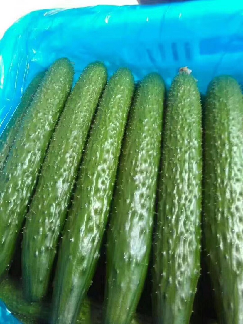 精品黄瓜,万亩产地