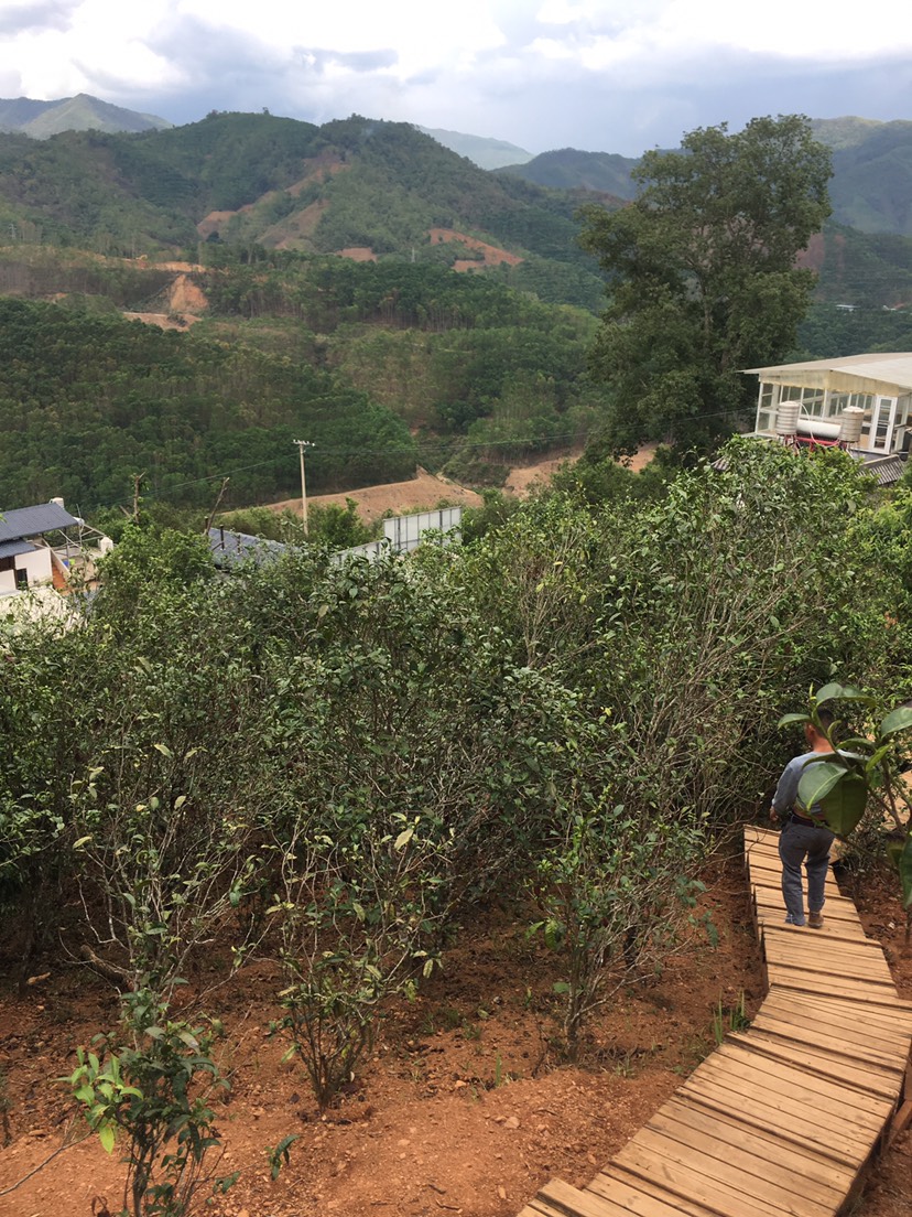 邦东古树茶邦东古树汤色黄亮浓度高滋味厚重香气高锐茶气强烈却又汤感