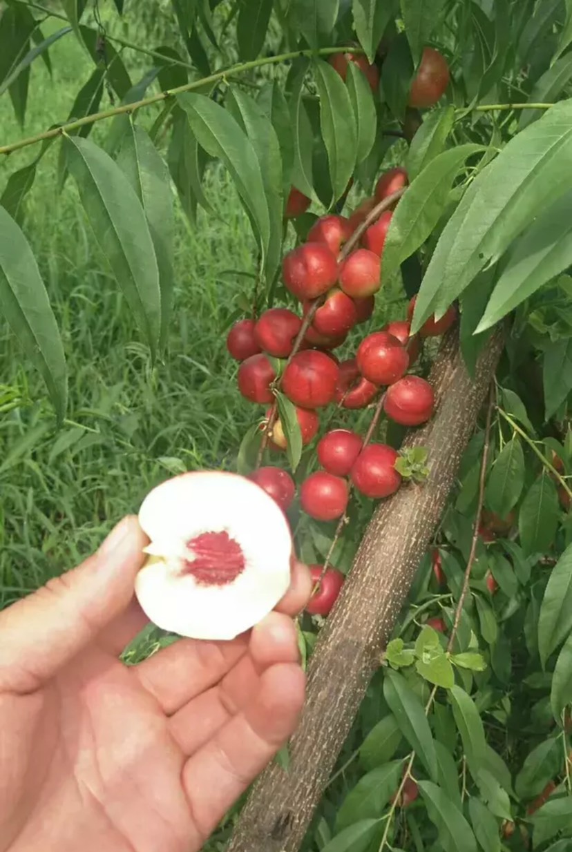 珍珠油蟠桃苗 珍珠枣油桃 保证纯度 包成活,技术指导