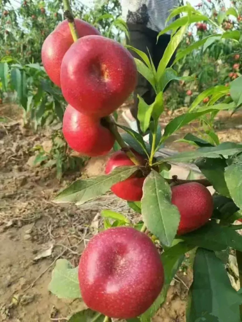 油蟠桃苗 明月小油蟠 保证纯度 包成活 技术指导 二年结果